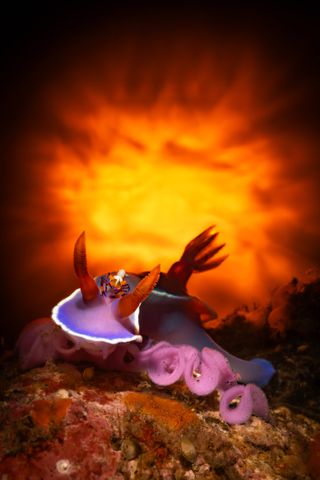 A purple nudibranch sits in front of a firey orange background. Close-up is a little shrimp on its head and a ribbon of eggs underneath its body.