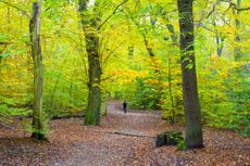 Ecclesall Woods