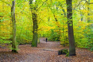 Ecclesall Woods