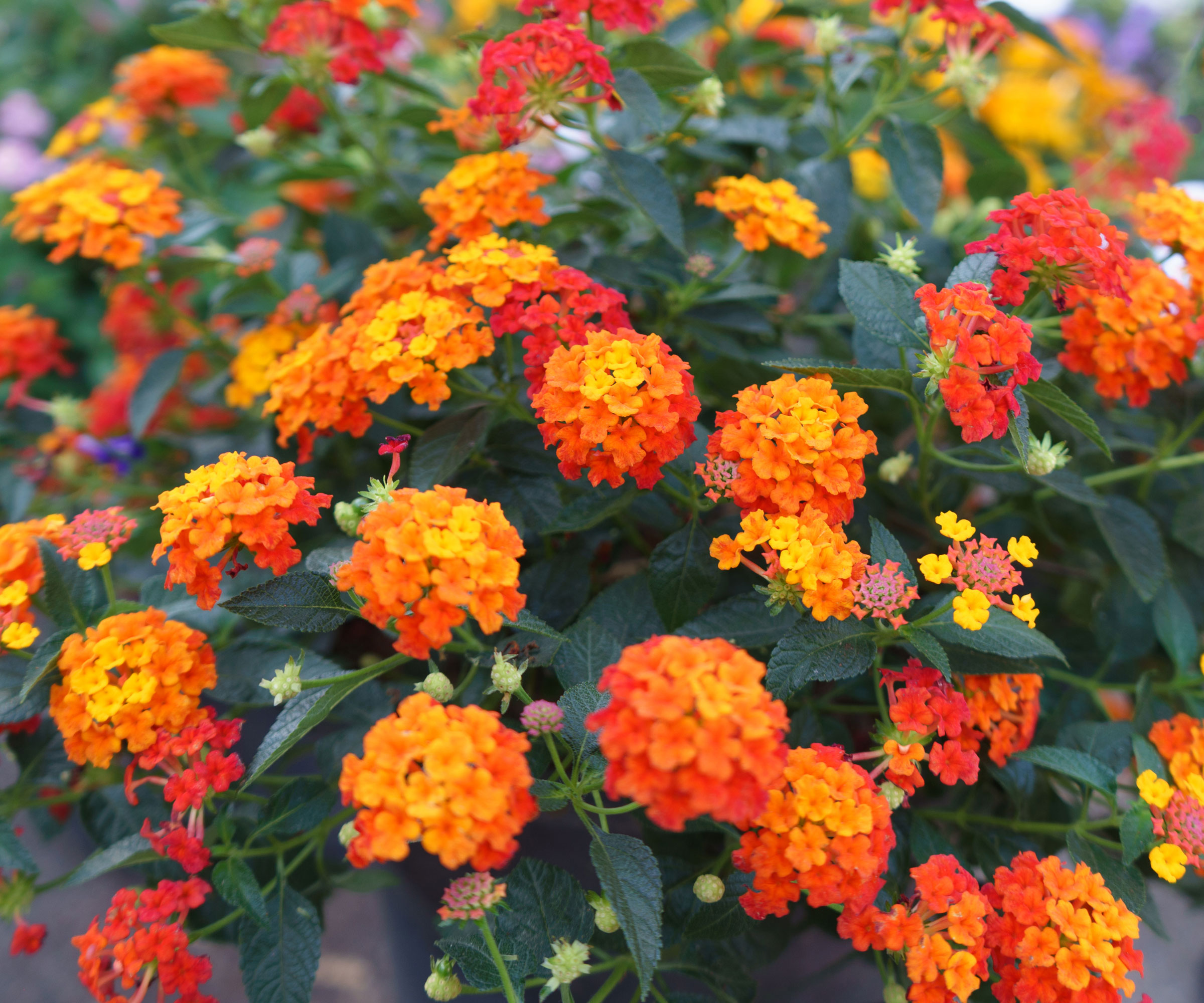 lantana plant with orange blossoms