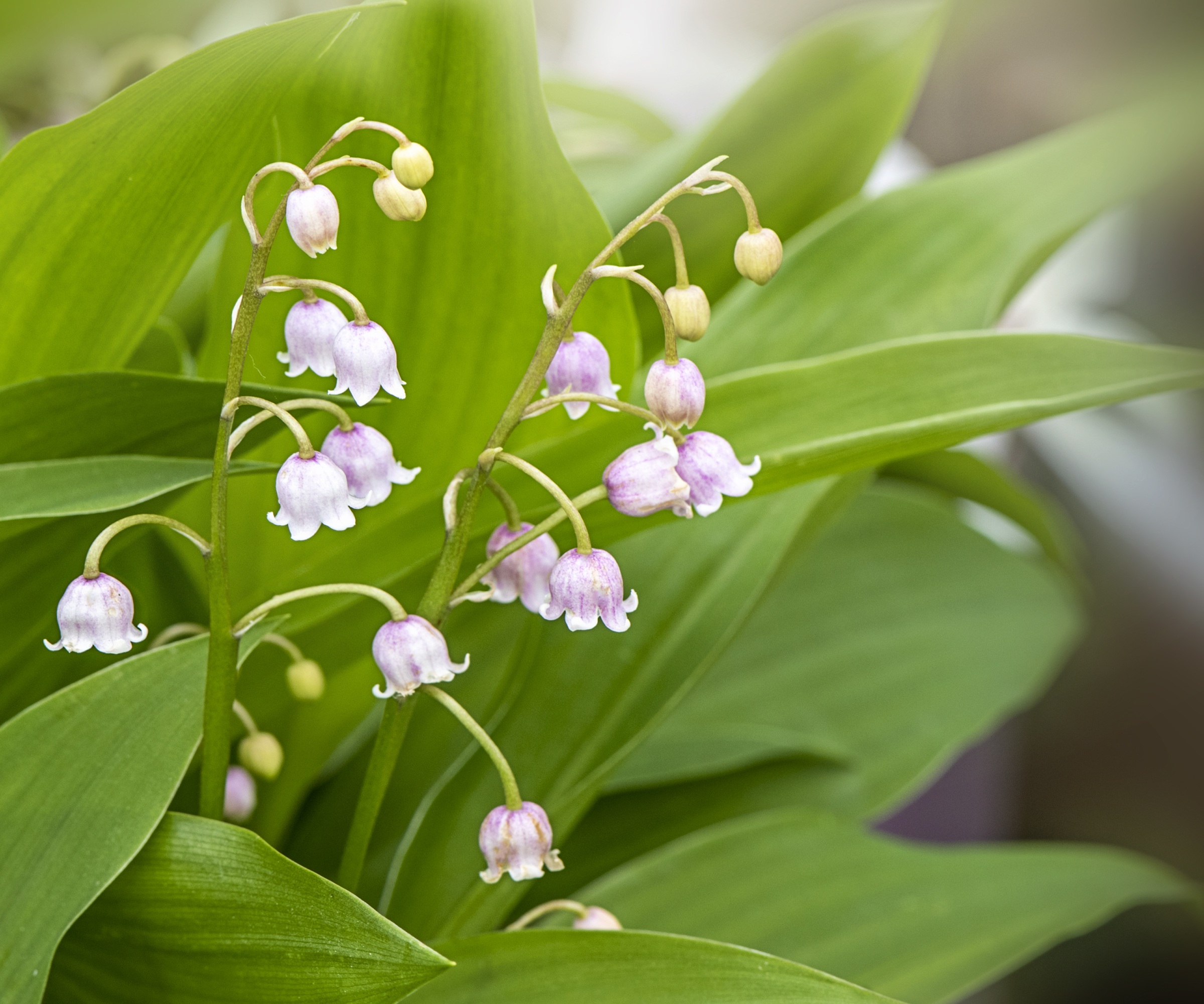 Lily of the valley