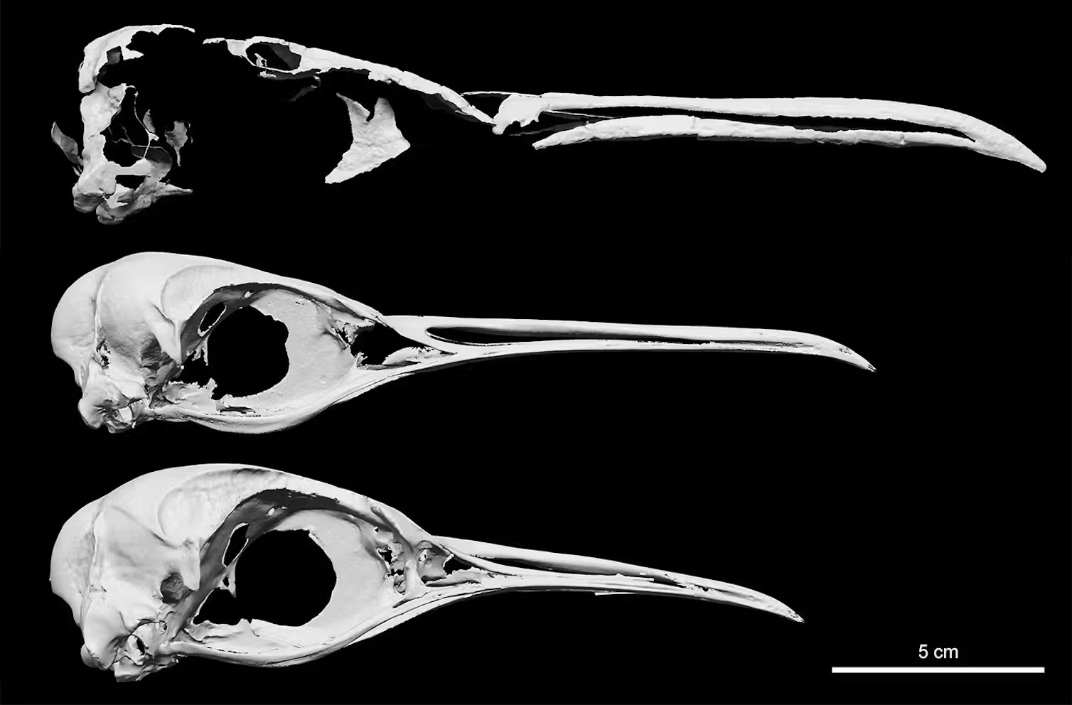 a comparison of skulls between the great penguin, king penguin, and emperor penguin
