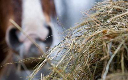 horse-eating-hay.jpg