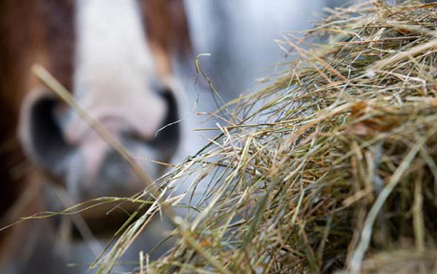 horse-eating-hay.jpg