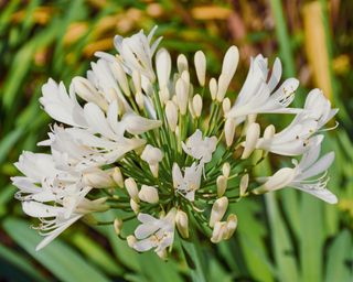 Mediterranean plants Agapanthus ‘Arctic Star’ AGM in flower