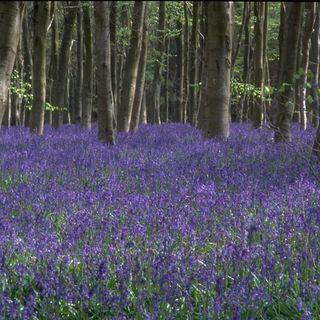 woods with bluebells