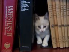 Kitten books