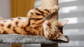 Cat lying on platform of cat tree