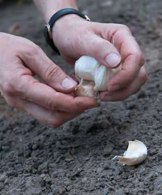 How-to-grow-garlic-RHS-Tim-Sandall