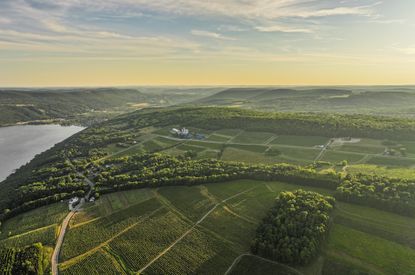 New York State Vineyards