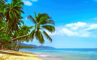 A beach with palm trees.