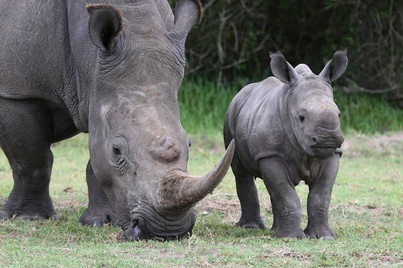 Cute baby white rhino with its mama.