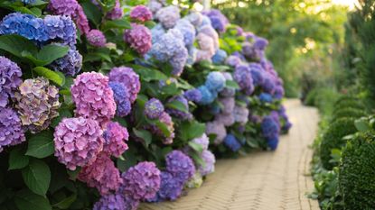 Pink, blue, and purple hydrangea shrubs lining a garden path