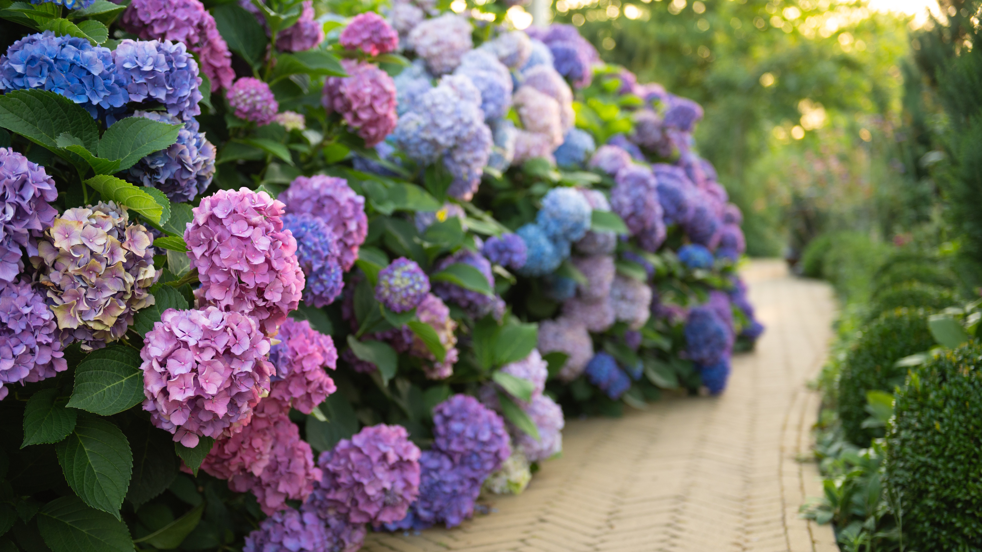 Pink, blue, and purple hydrangea shrubs lining a garden path