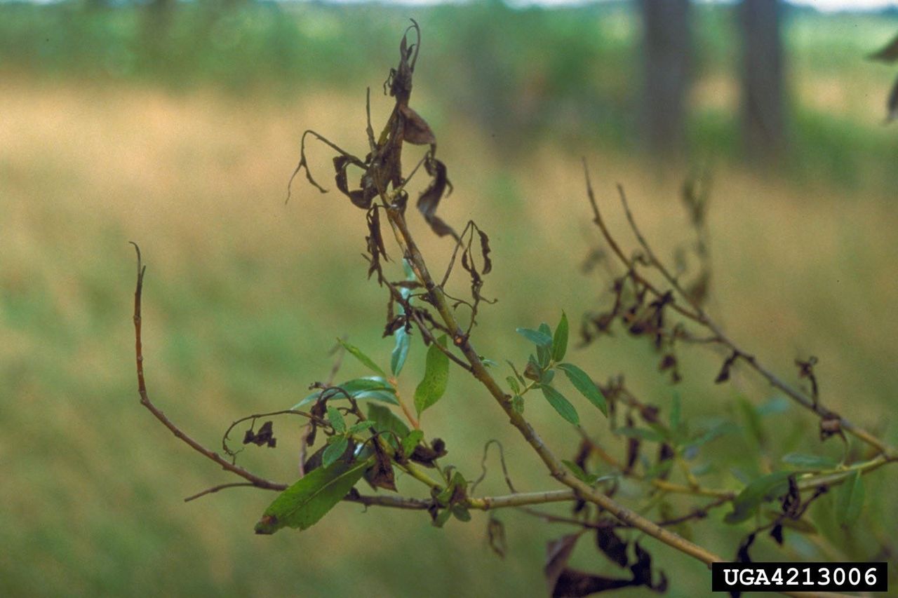 Willow Tree With Scab Disease