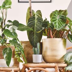 houseplants in baskets and tubs
