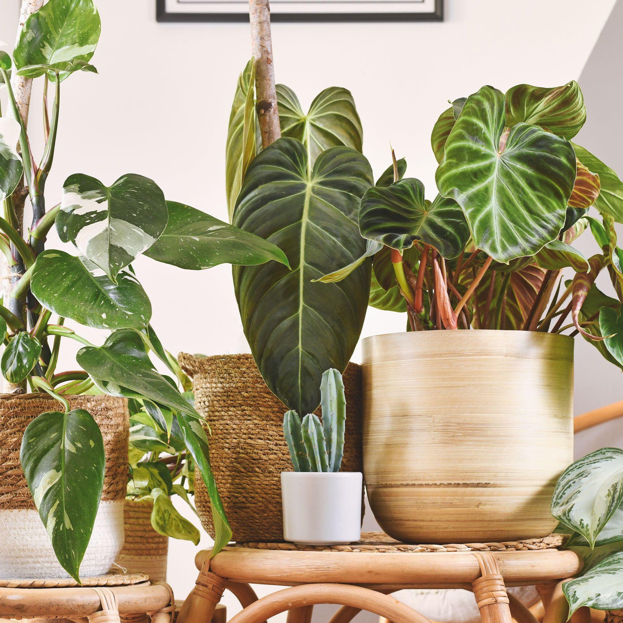 houseplants in baskets and tubs