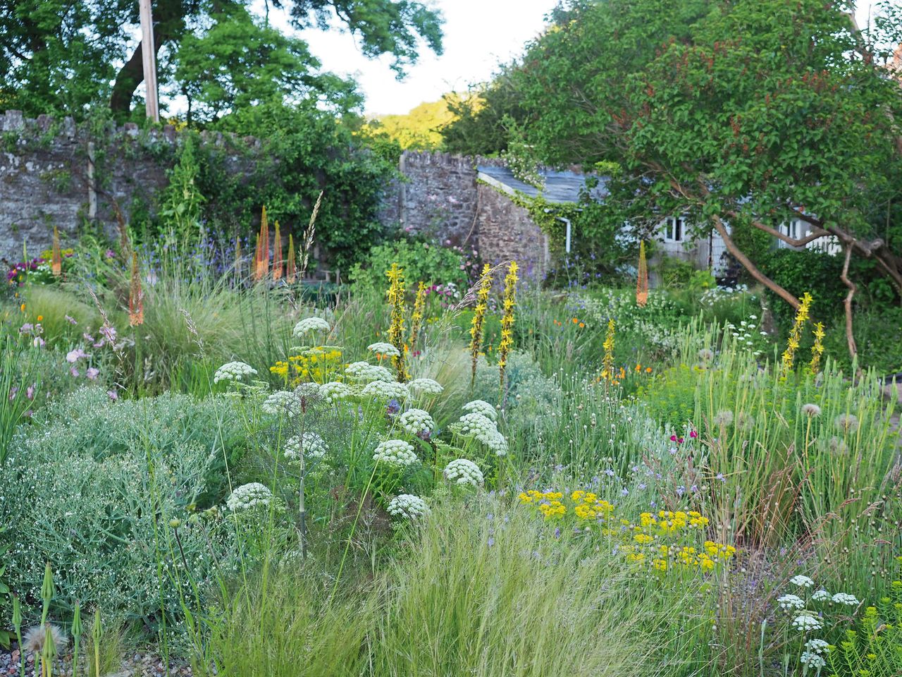 Domes of Ligusticum lucidum with Asphodeline lutea and Eremurus ‘Cleopatra’ at Sarah Price&#039;s garden in Monmouthshire.