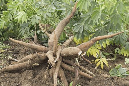 Tapioca Plant