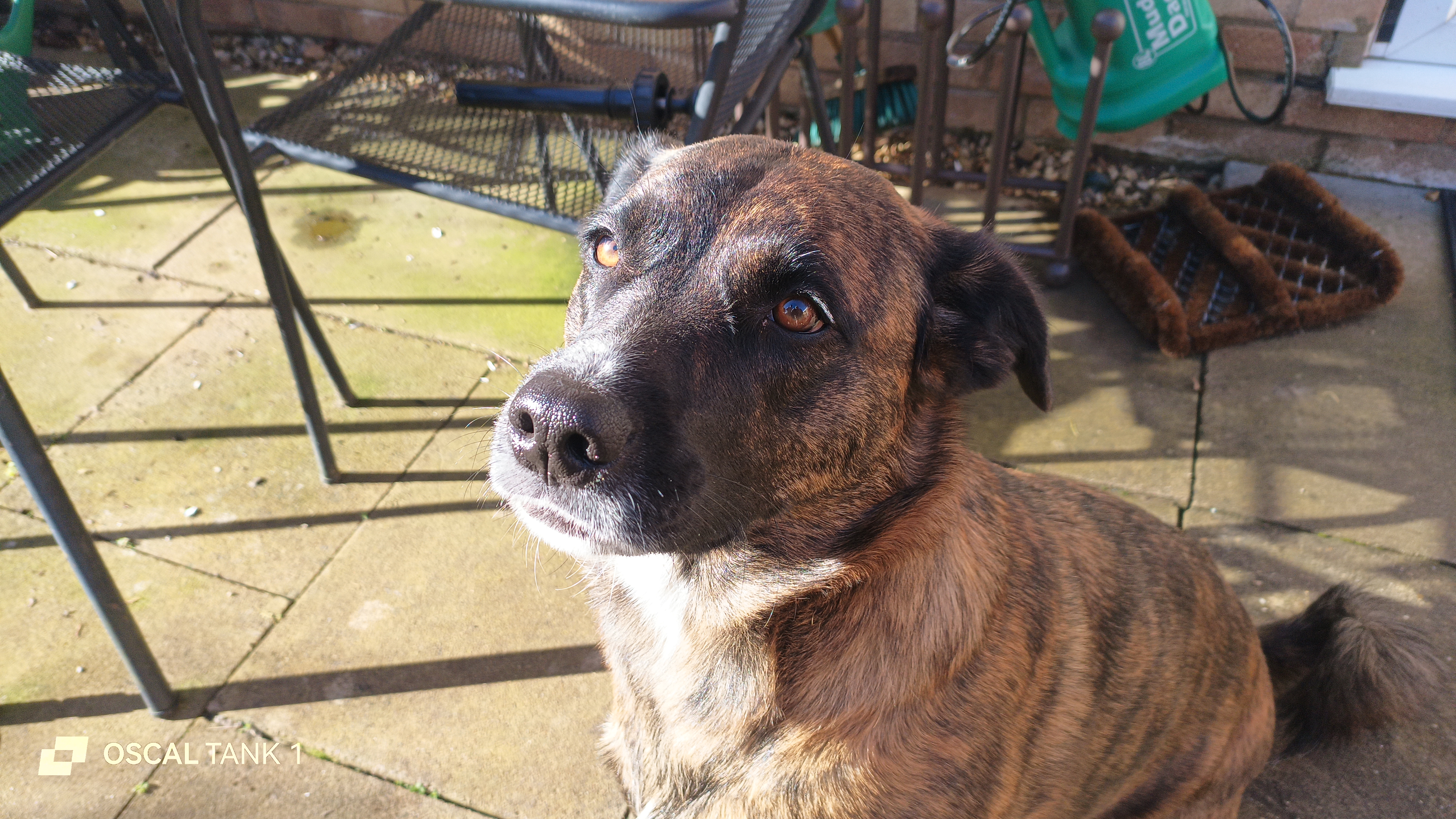 Blackview Oscal TANK 1 example pictures