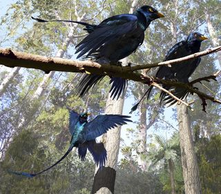 Artist's illustration of three <i>Microraptor</i> with black iridescent plumage on a branch, and one in flight, about to land on a tree.