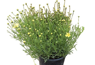 Coreopsis plant with small yellow buds
