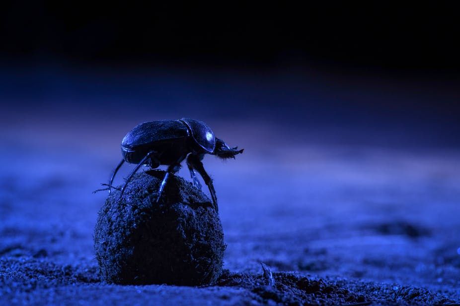 Skyglow forces dung beetles in the city to abandon the Milky Way as their compas..