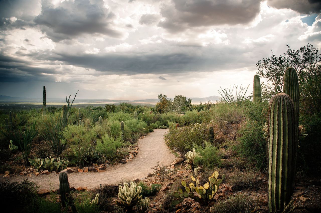 Saguaro National Park, Arizona