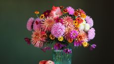 Vase of pink dahlias and zinnias