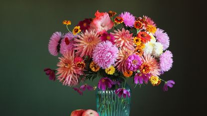 Vase of pink dahlias and zinnias
