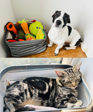 A collage of a dog and cat each with their own storage baskets