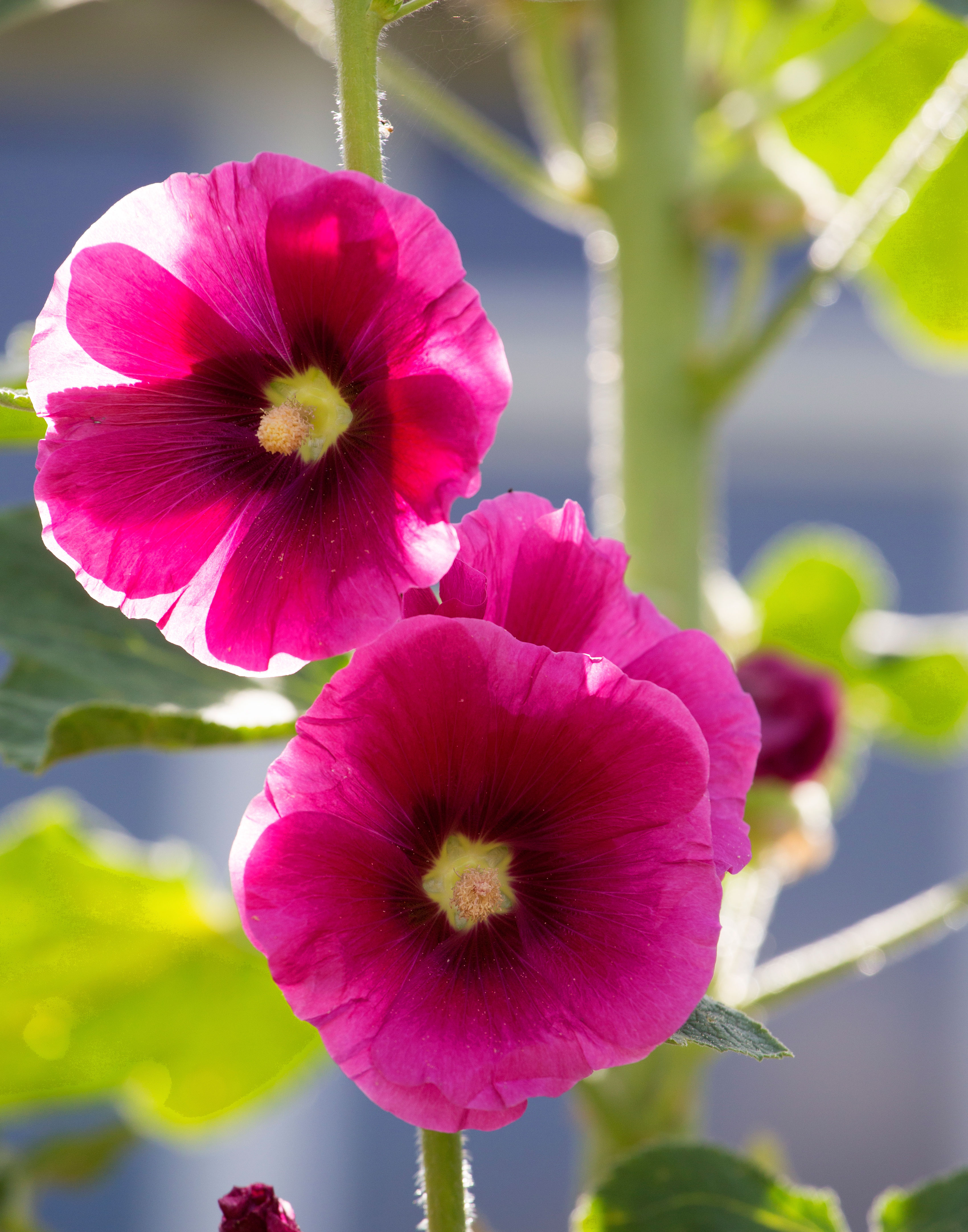 Hollyhock