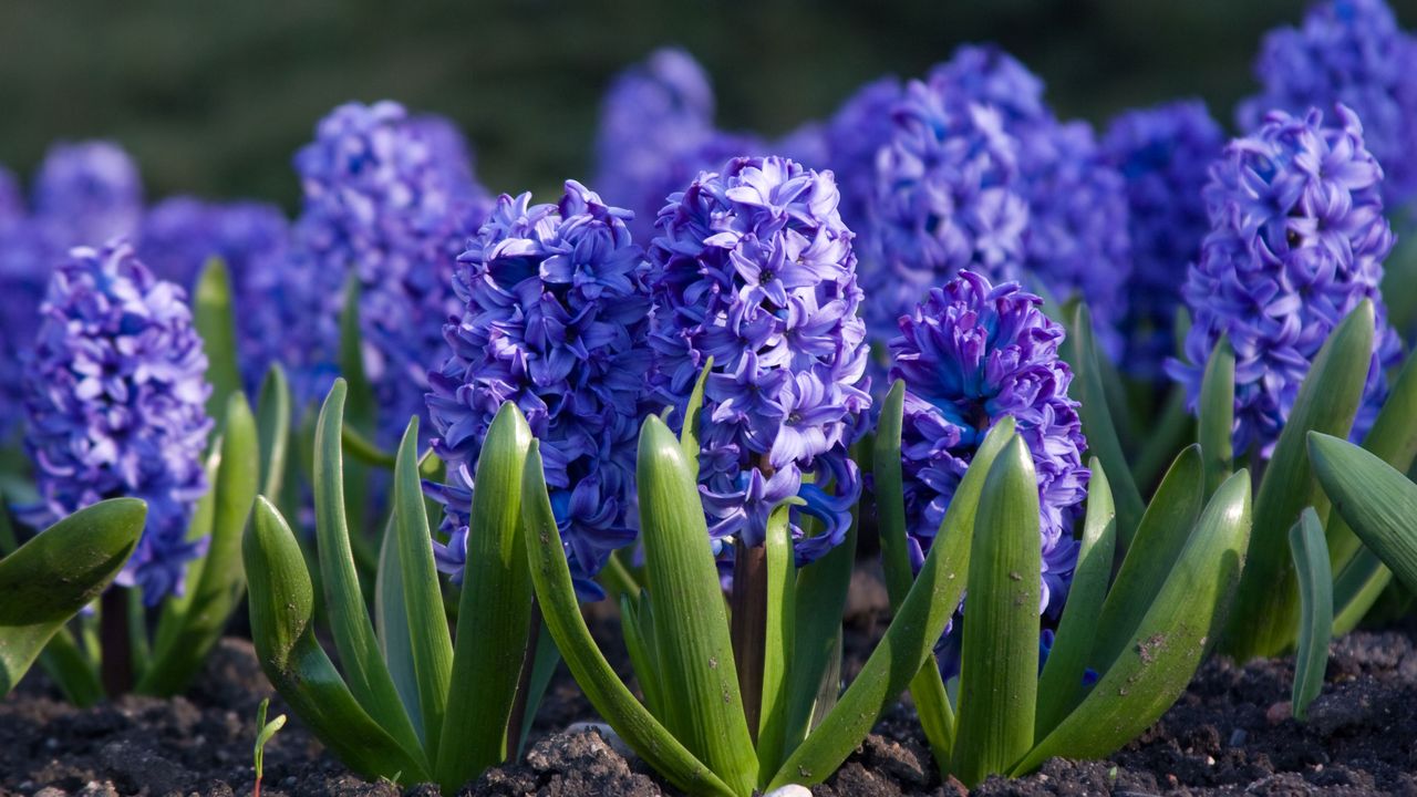 Purple hyacinths in garden