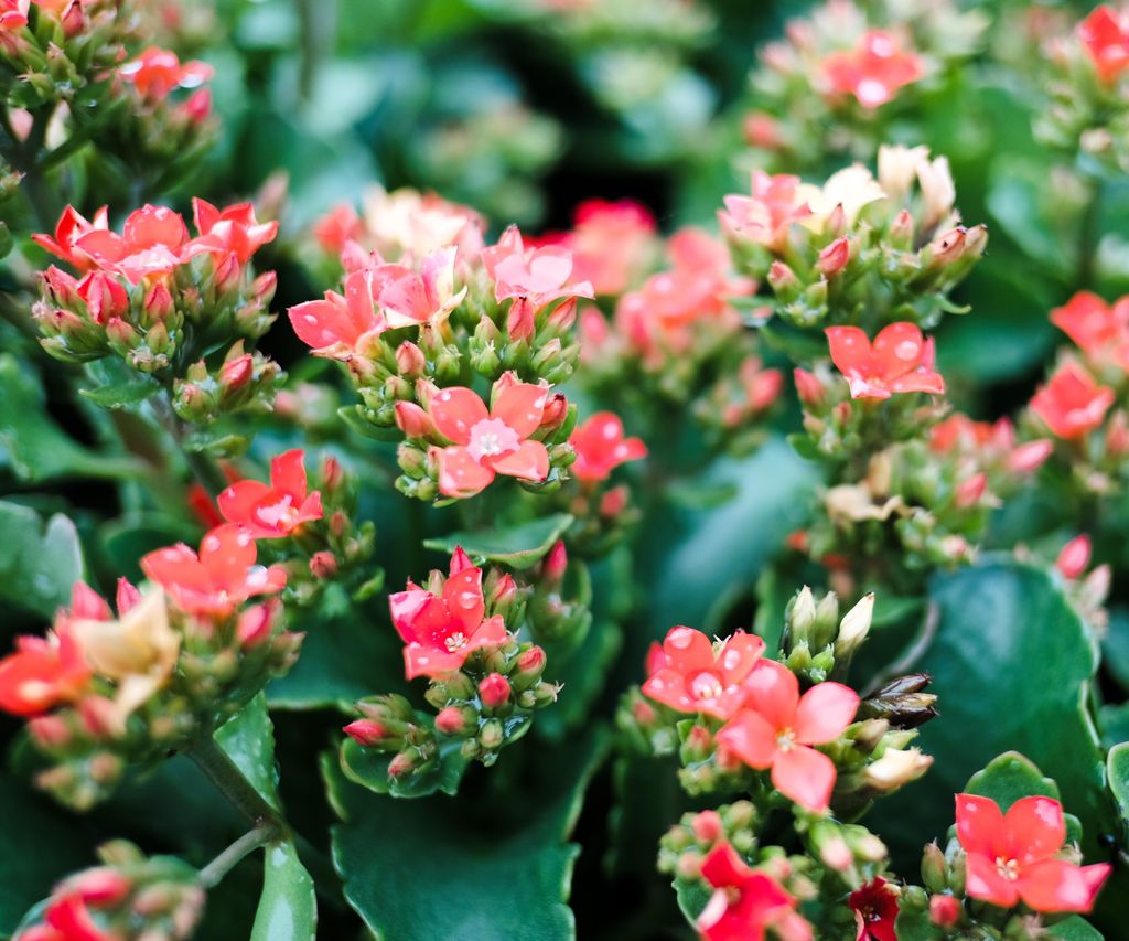 When do kalanchoes flower?