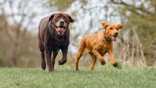 Two off leash dogs running across the grass