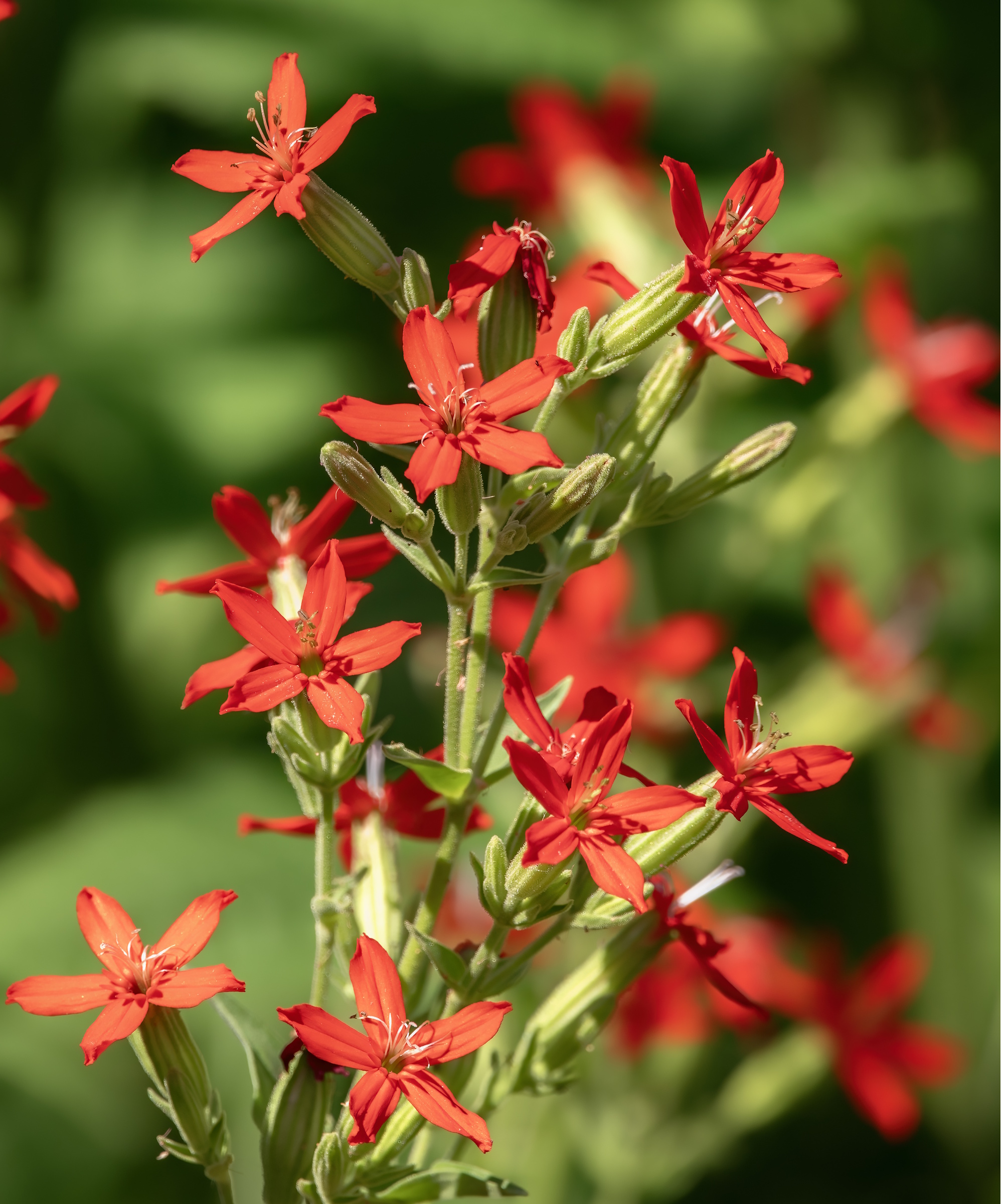 Royal catchfly blooms