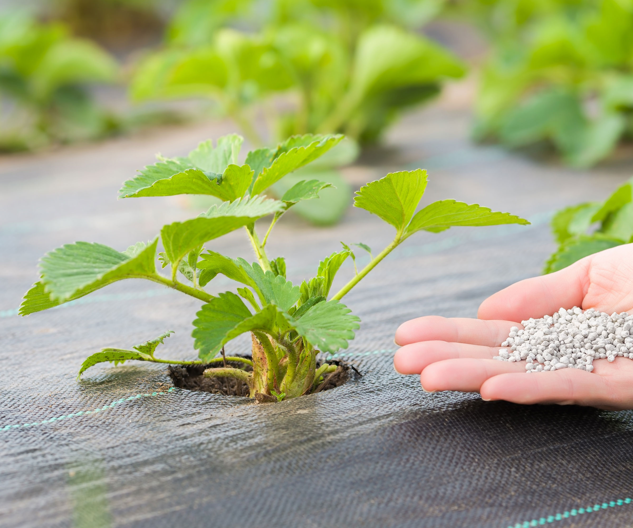 feeding strawberry plants with granular feed