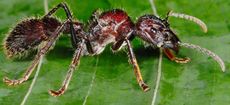 Photo by FLPA/Hugh Lansdown/REX/Shutterstock – Bullet Ant (Paraponera clavata) adult, standing on leaf in rainforest, Tortuguero N.P., Limon Province, Costa Rica