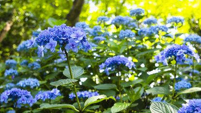 Hydrangeas in bloom