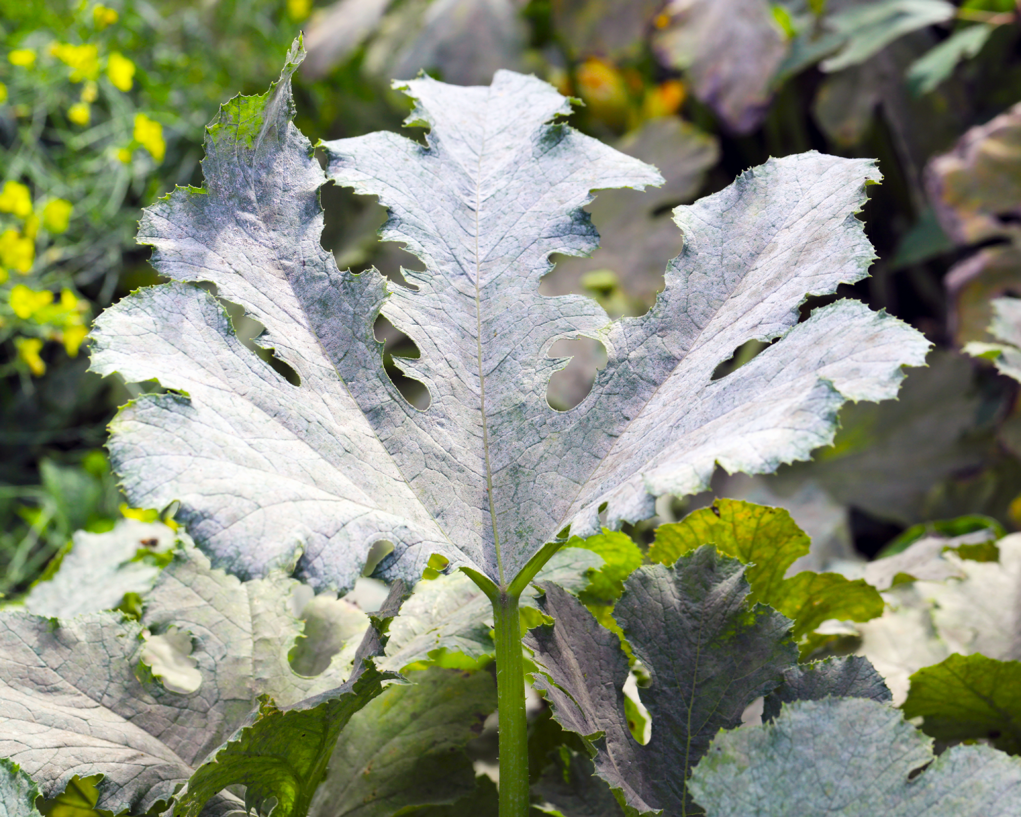 Fungal disease Powdery mildew on zucchini foliage. Disease caused by, among others, the fungus Sphaerotheca fuliginea.