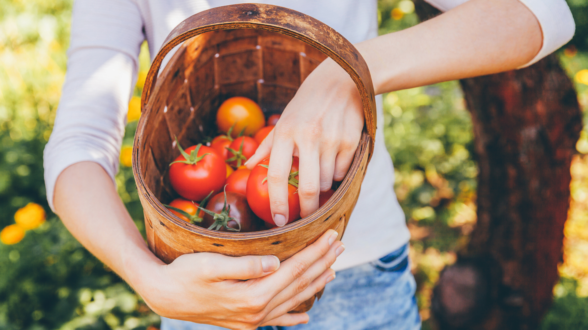 Woman harvests tomatoes in basket