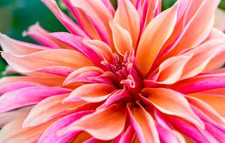 Labyrinth decorative dinnerplate dahlia close up.