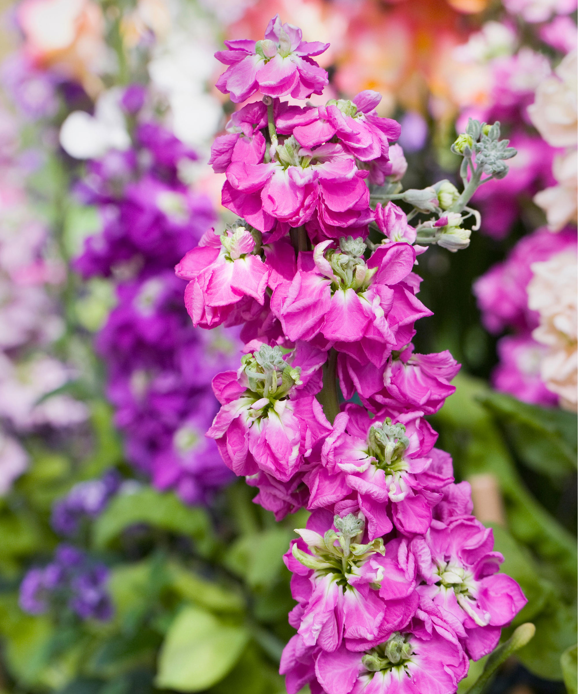 pink and mauve stock flowers