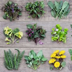 edible wild greens arranged on wooden pallet