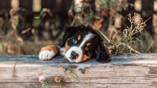 Bernese Mountain Dog puppy lying with chin and paw on log