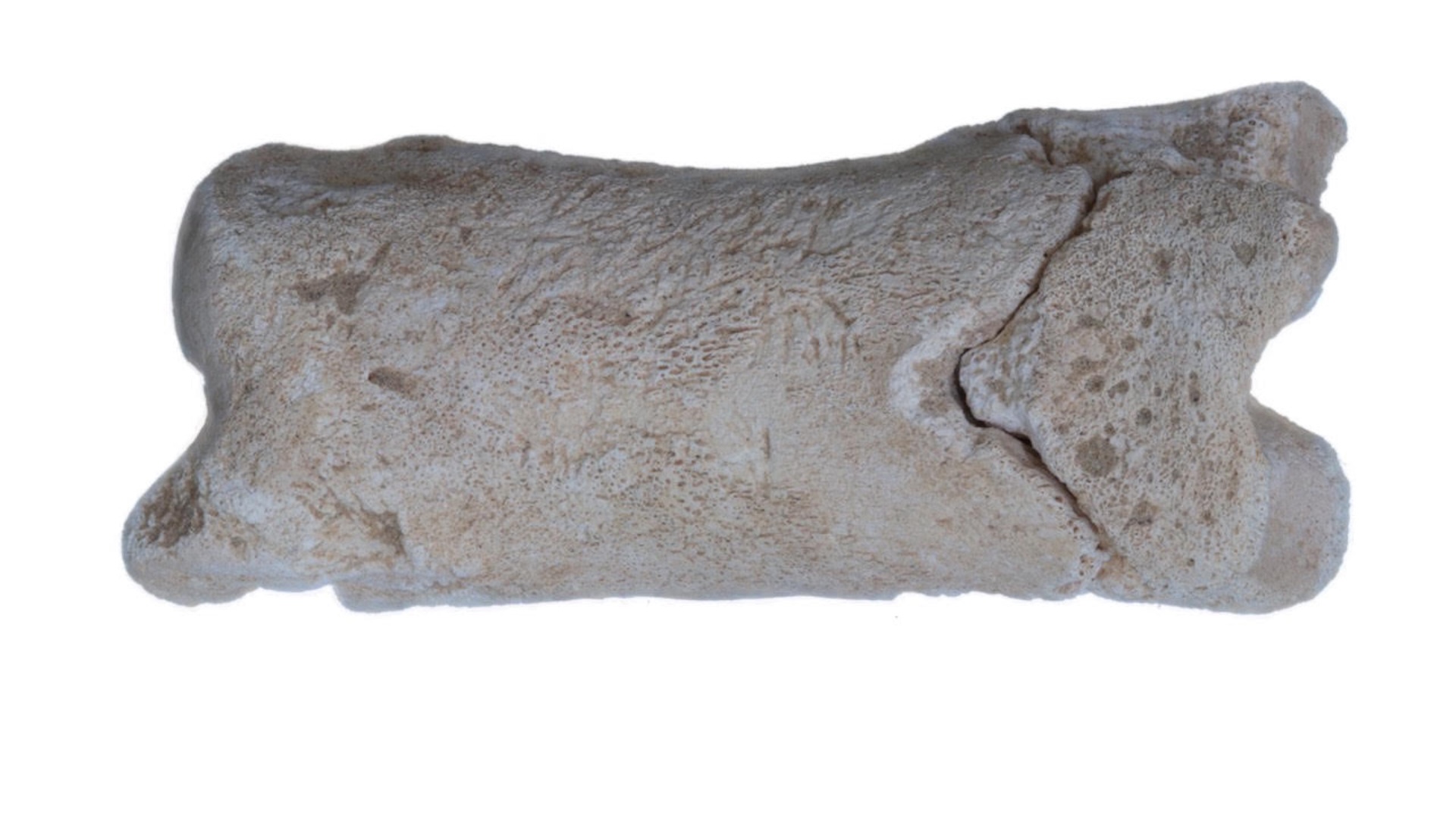 a side view of the bone whistle