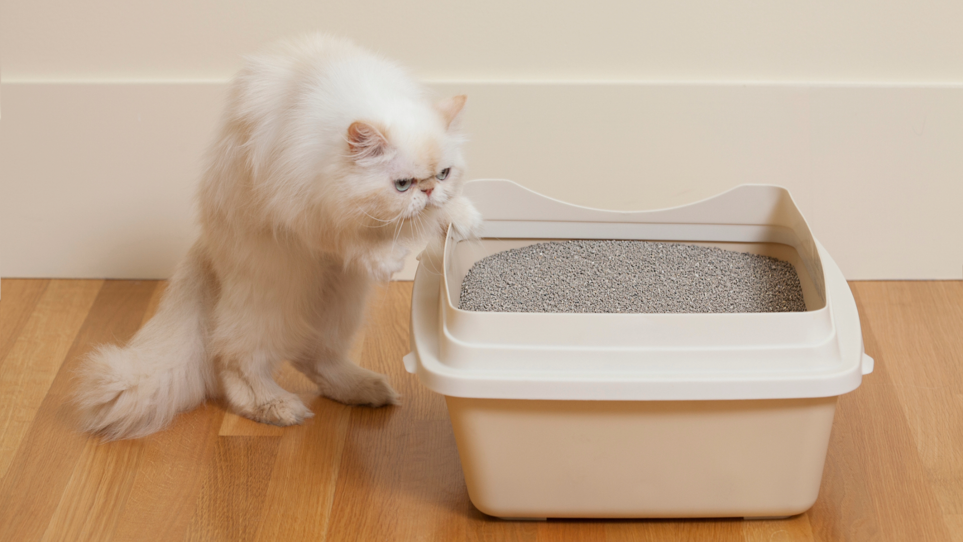 A cat climbing into a litter tray