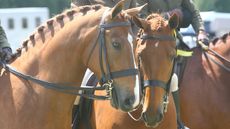 SHB (GB) four-year-old hunter classes will no longer require a ride judge