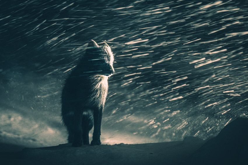 Photograph of a blue arctic fox in the Varager Peninsula of Norway, captured by Klaus Hellmich of Germany and the winner of the Natural World &amp;amp; Wildlife category in the Open competition of the Sony World Photography Awards 2026