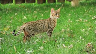 Savannah cat standing in the grass